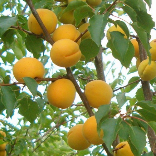 Prunus armeniaca 'Lasma' - Harilik aprikoosipuu 'Lasma' C6/6L